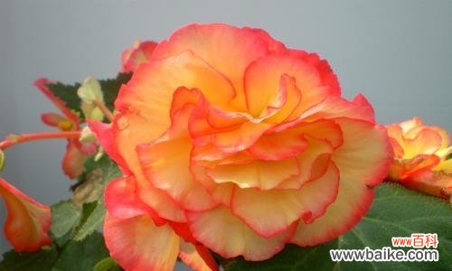 以“忠诚”为代表的秋海棠花语 秋海棠——耐寒、高贵的花卉