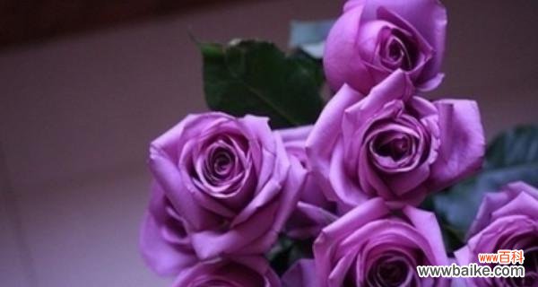 了解玫瑰的颜色和含义，用花传递情感 不同颜色玫瑰花语