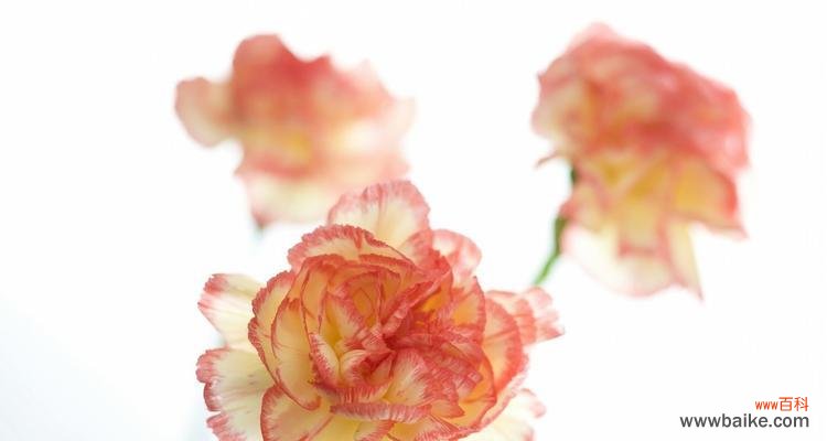 探寻康乃馨背后的深层内涵 康乃馨的象征意义