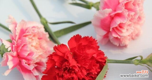 探寻康乃馨背后的深层内涵 康乃馨的象征意义