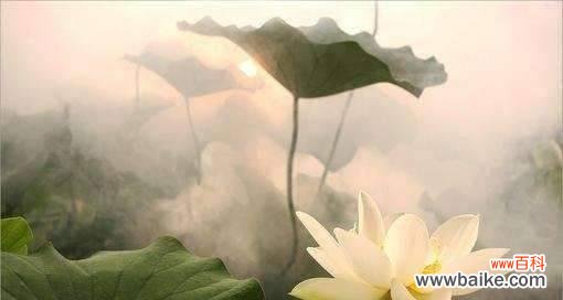 探寻荷花的文化内涵与象征意义 荷花的美与寓意