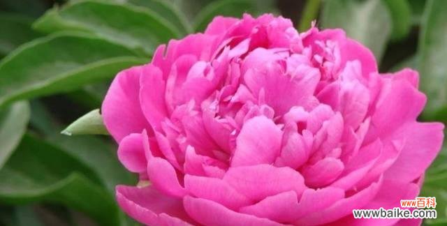 探寻花语背后的意义，了解花卉传递的语言 揭秘牡丹花的花语
