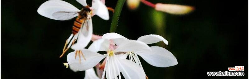 探究月光花的神秘花语，了解它的传说和美丽。 月光花的花语——寓意深刻的神秘之花