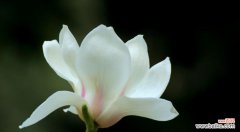 探寻木兰花背后的含义与象征 木兰花的花语