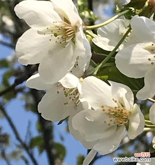 解读珍珠花的8个花语 珍珠花花语大揭秘