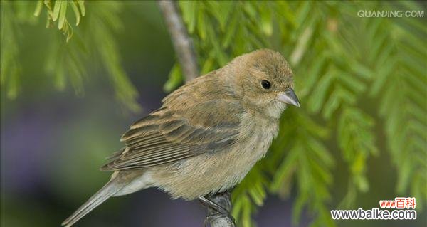 解读珍珠花的8个花语 珍珠花花语大揭秘
