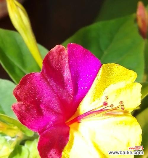 探寻紫茉莉的花语和意义 深夜的紫茉莉花香