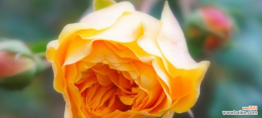 揭秘黄玫瑰背后的8大含义 黄玫瑰的花语与象征意义