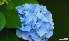 深入解析绣球花所代表的寓意和情感 绣球花的花语象征与寓意