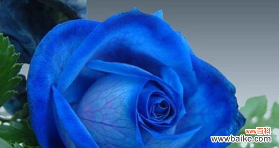 寒冷中盛放的温暖之花——碎冰蓝玫瑰 碎冰蓝玫瑰