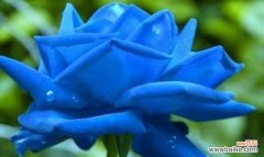 传递神秘与不可及的情感 蓝玫瑰花语与传说