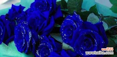探寻蓝玫瑰的象征意义与文化内涵 以蓝玫瑰的寓意剖析