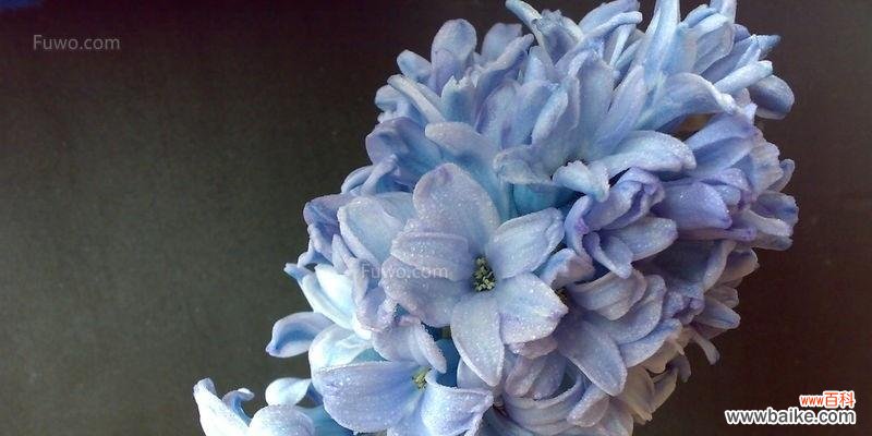 蓝色风信子传递清新与宁静 蓝色风信子花语的美好寓意