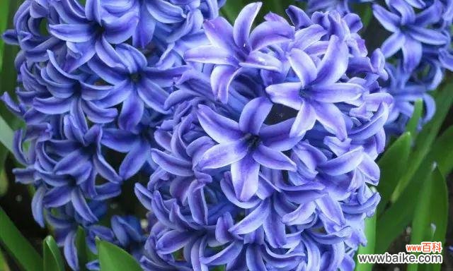 探秘蓝色风信子的心灵语言 蓝色风信子花语