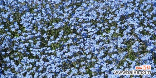 深入解读蓝色康乃馨的象征与内涵 蓝色康乃馨花语与其意义