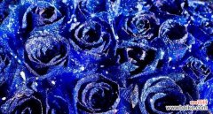 传递希望与温馨的美丽蓝色 蓝色满天星的花语与寓意