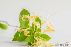 金银花茶多少钱一斤，有什么功效