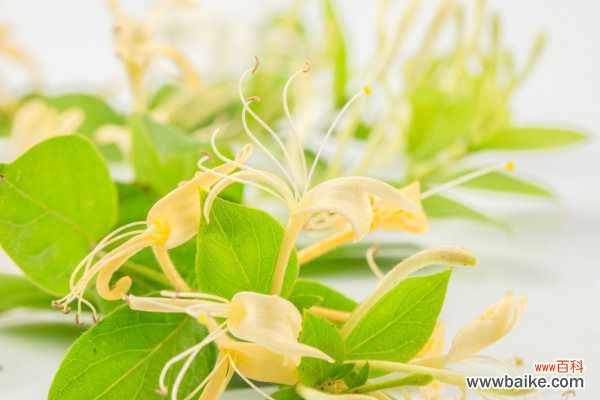 金银花苗多少钱一棵，怎么种植