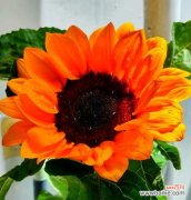 海边举起香槟和玫瑰花有何寓意？