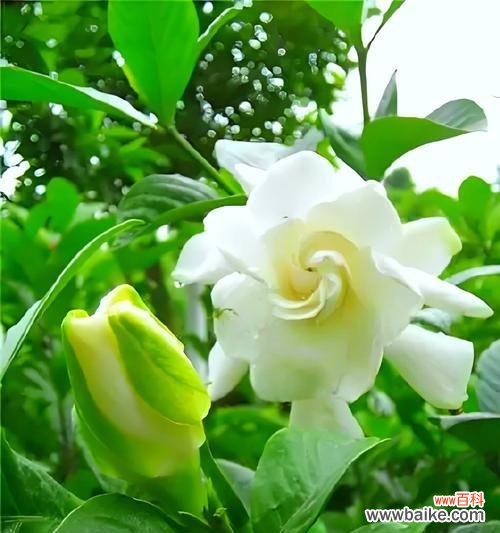 白玫瑰和栀子花组合的寓意有何特别之处？