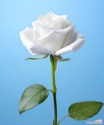 白玫瑰的花语是什么？