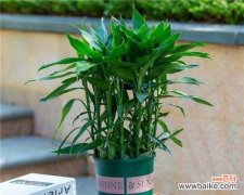 盆栽免费配送时应该选什么？如何挑选合适的免费配送盆栽？