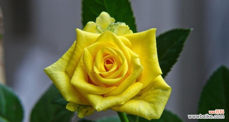 红玫瑰中夹白玫瑰有何含义？它传递了什么信息？