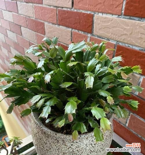 过年期间适合送哪些盆栽花卉？