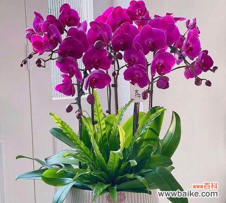 过年期间适合送哪些盆栽花卉？