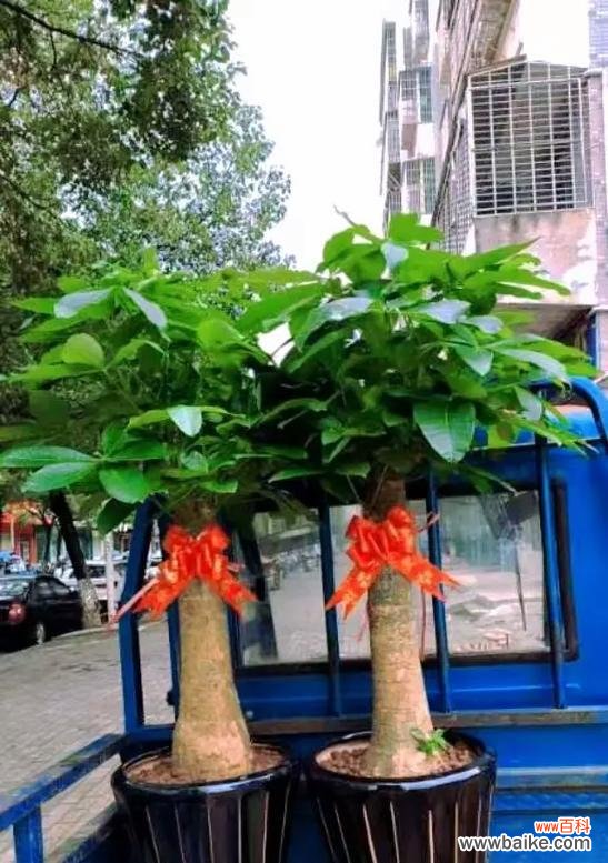 过年期间适合送哪些盆栽花卉？