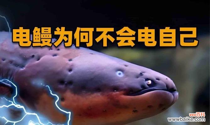 水稻里面的电鳗是什么意思？这种现象如何解释？