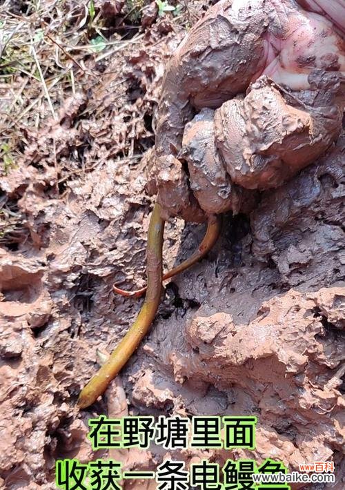 水稻里面的电鳗是什么意思？这种现象如何解释？