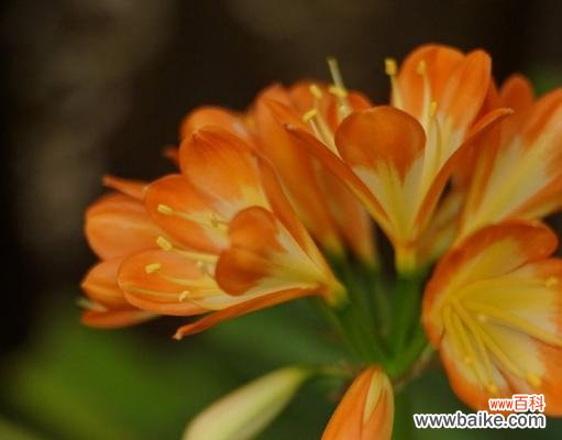 揭秘花语背后的秘密 探秘君子兰的花语