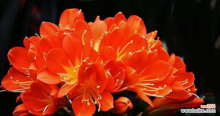 揭秘花语背后的秘密 探秘君子兰的花语