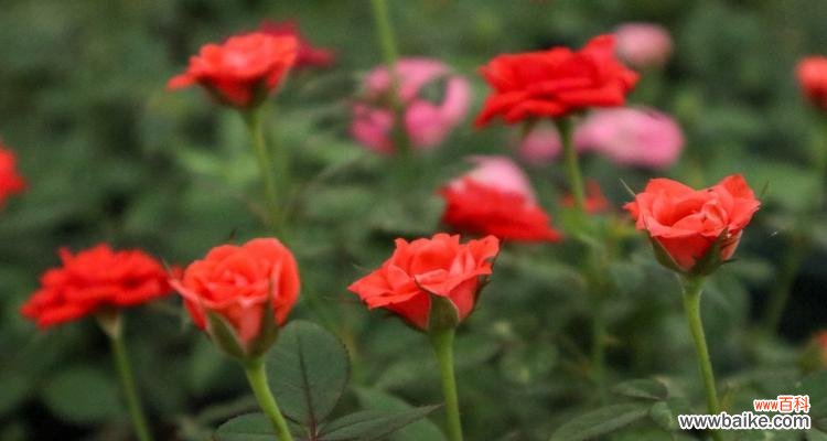 丰收、幸福与美好生活 丰花月季——花开富贵