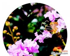 解读紫薇花的花语和象征意义，探究它在文化中的地位 紫薇花的文化意义