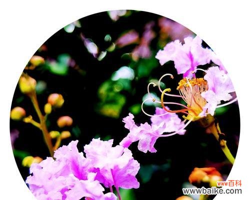 解读紫薇花的花语和象征意义，探究它在文化中的地位 紫薇花的文化意义