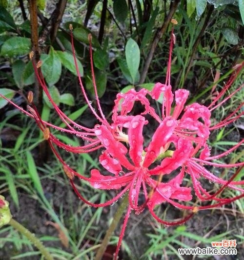 一朵美丽的彼岸花，寄托着怎样的情感？ 探秘彼岸花——花开花落的寓意