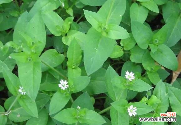 花语雄辩，繁缕花的意义和价值 繁缕花，传递爱与祝福的化身
