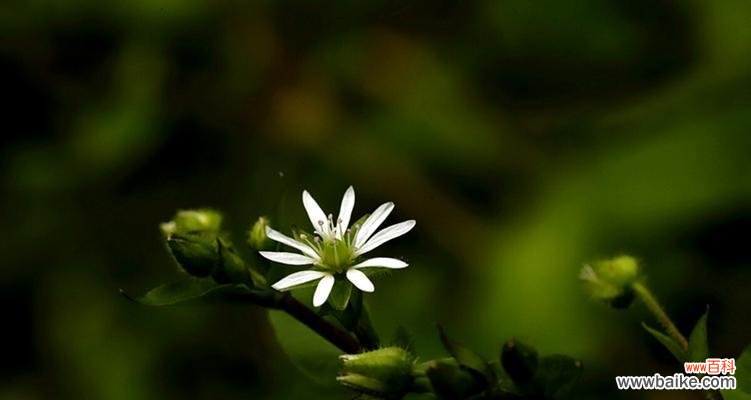 花语雄辩，繁缕花的意义和价值 繁缕花，传递爱与祝福的化身