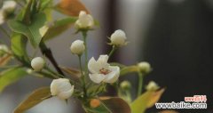 探寻梨花背后的美丽与哲理 梨花花语与寓意