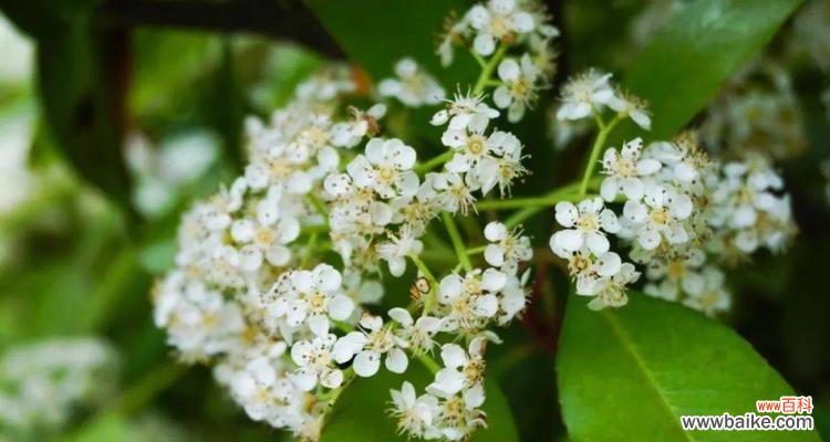 解析石楠花的花语,传递爱情的真谛 石楠花的花语——永恒的爱