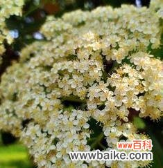 解析石楠花的花语,传递爱情的真谛 石楠花的花语——永恒的爱