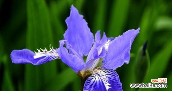 寓意美好的蝴蝶花 蝴蝶花的花语