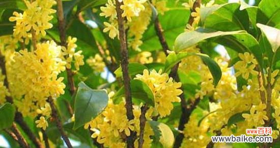 追逐花香，品尝爱的滋味 「芬芳四溢，情意绵绵——揭秘桂花的花语和寓意」