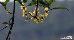 追逐花香，品尝爱的滋味 「芬芳四溢，情意绵绵——揭秘桂花的花语和寓意」