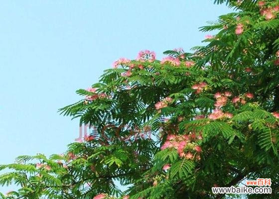 细数合欢花的8个花语与含义 合欢花语