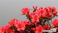 花开如火，表达真情 杜鹃花