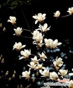 探寻白玉兰的优雅与纯洁 白玉兰花的花语和寓意