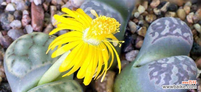 寓意深刻，寄托美好 寓意深刻，寄托美好